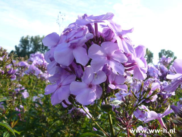 Pholx paniculata 'Lilac Time' * *