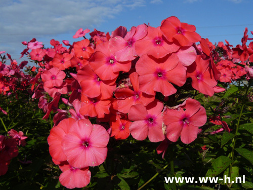 Phlox