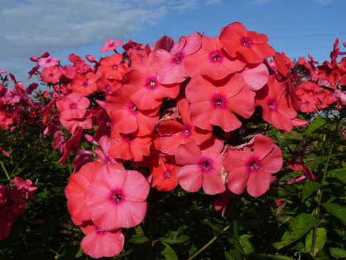 Phlox