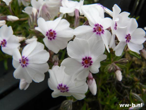 Phlox