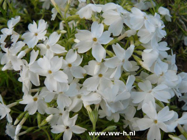 Phlox