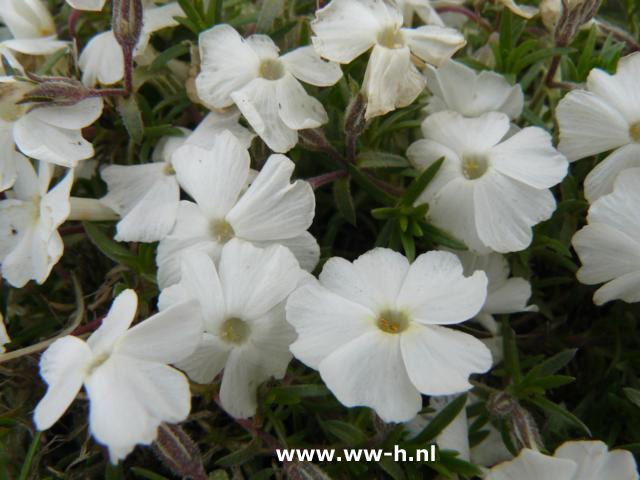 Phlox