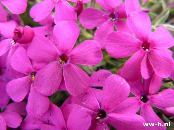 Phlox