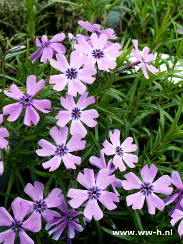 Phlox - Klik op de afbeelding om het venster te sluiten