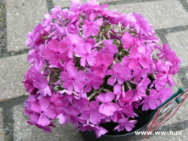 Phlox subulata soorten pot 9 cm 1,50 : pot 2 liter 3,99 Phlox subulata soorten pot 9 cm 1,50 : pot 2 liter 3,99