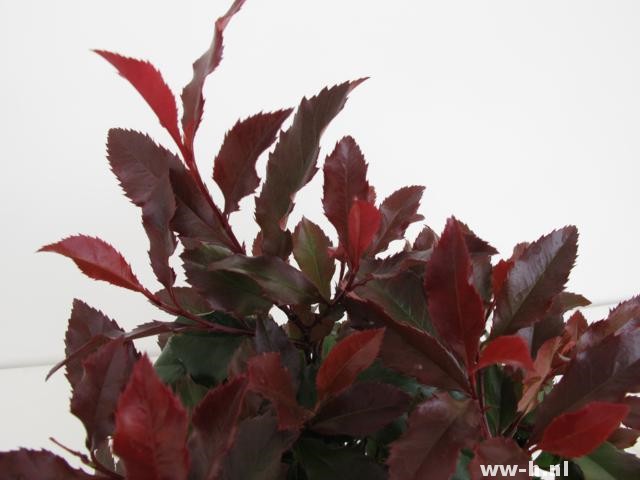 Photinia x fraseri CORALLINA (='Bourfrits')