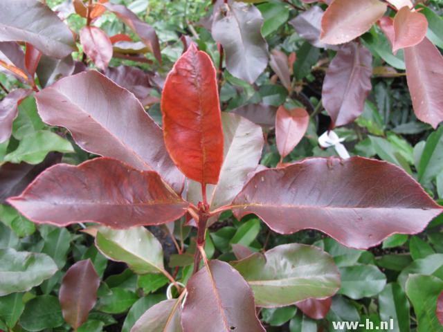 Photinia x fraseri 'Camilvy' Photinia x fraseri 'Camilvy'