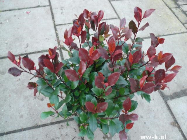 Photinia x fraseri 'Little Red Robin'