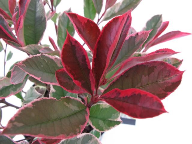 Photinia x fraseri PINK MARBLE (='Cassini') Photinia x fraseri PINK MARBLE (='Cassini')