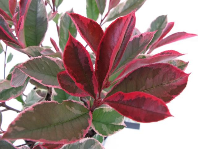 Photinia x fraseri PINK MARBLE (='Cassini')