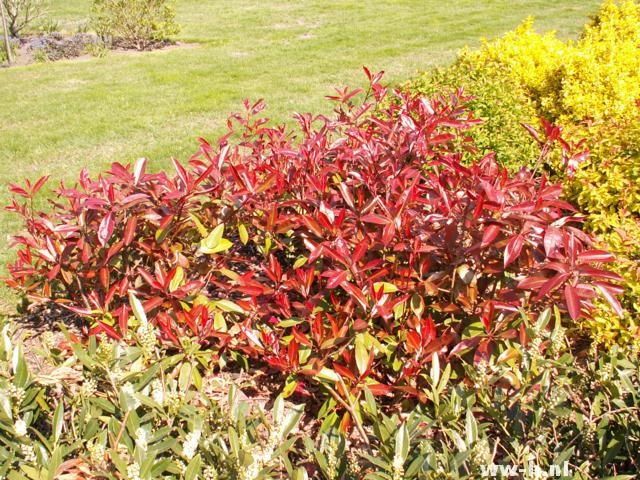 Photinia x fraseri 'Red Robin' Photinia x fraseri 'Red Robin'