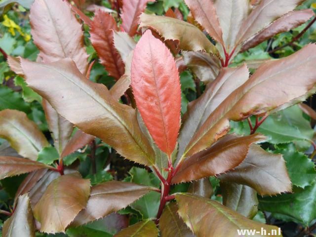 Photinia serratifolia Photinia serratifolia