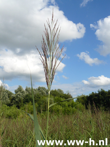 Phragmites australis - Klik op de afbeelding om het venster te sluiten