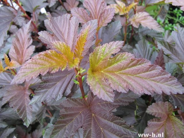 Physocarpus opulifolius 'Andre' Physocarpus opulifolius 'Andre'