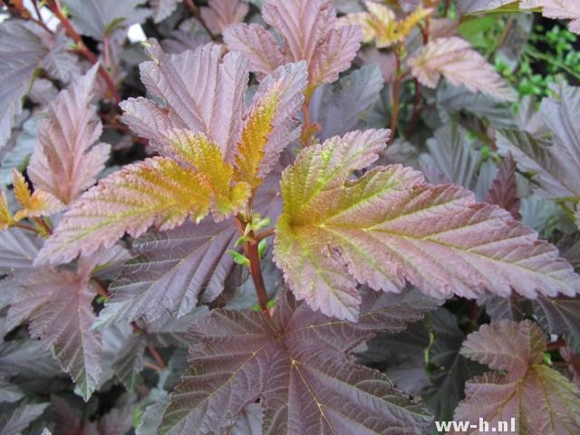 Physocarpus opulifolius 'Andre'