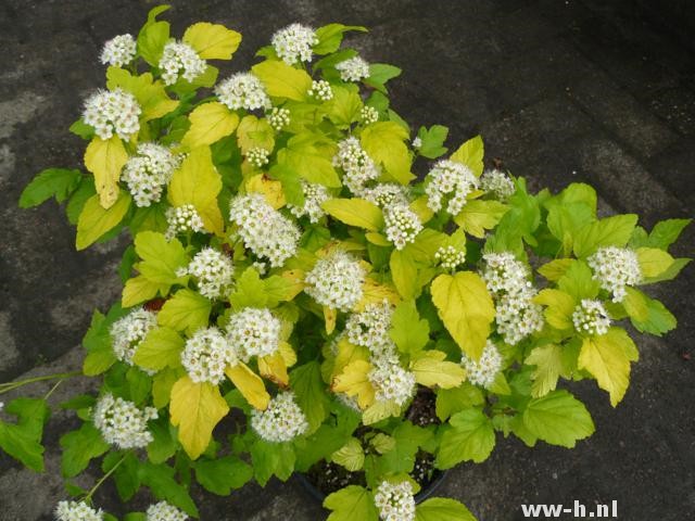 Physocarpus opulifolius 'Darts Gold' Physocarpus opulifolius 'Darts Gold'