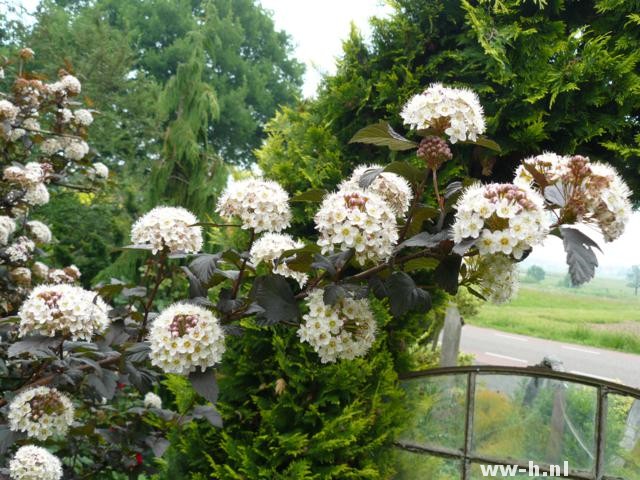 Physocarpus opulifolius 'Diabolo' Physocarpus opulifolius 'Diabolo'