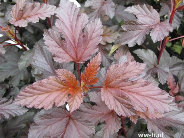 Physocarpus opulifolius LADY IN RED (='Tuilad'ᴾᴮJ Physocarpus opulifolius LADY IN RED (='Tuilad'ᴾᴮJ