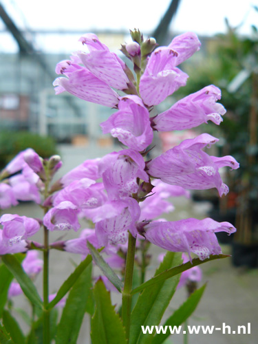 Physostegia virginiana