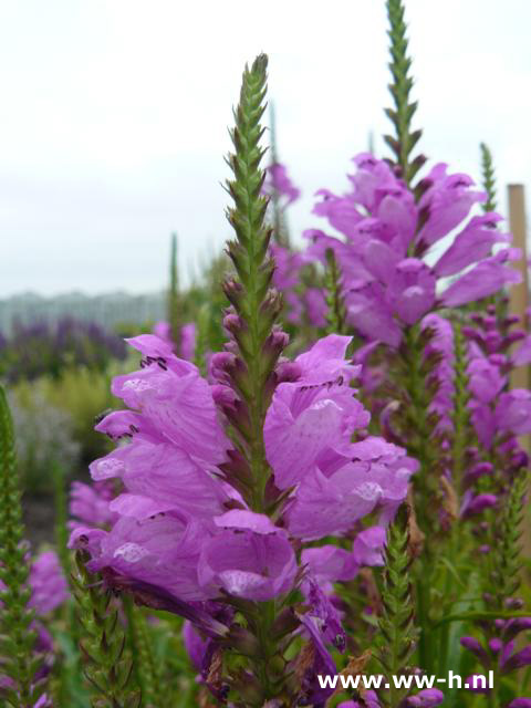 Physostegia virginiana