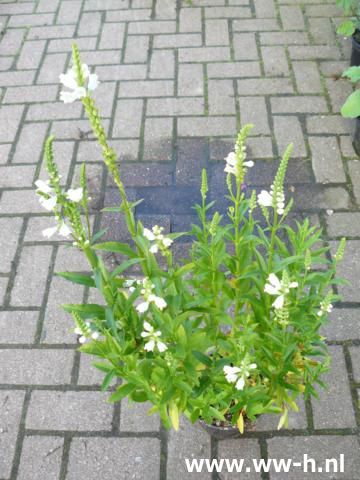 Physostegia virginiana - Klik op de afbeelding om het venster te sluiten