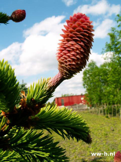 Picea abies 'Acrocona' - Klik op de afbeelding om het venster te sluiten