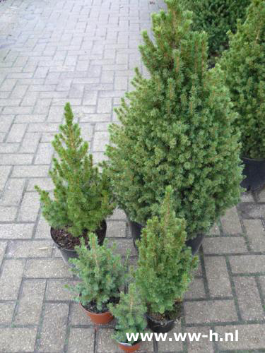 Picea glauca 'Conica' v.a. 2,99