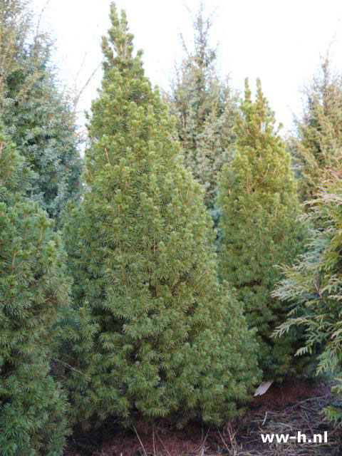 Picea albertiana 'Conica'