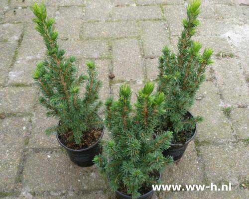 Picea glauca 'Conica' pot 9 cm - Klik op de afbeelding om het venster te sluiten