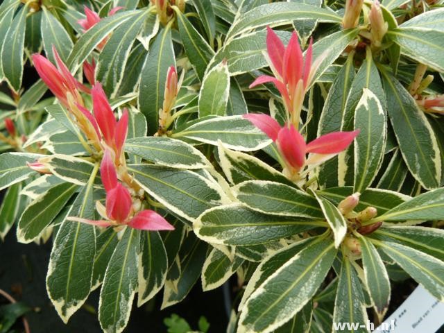 Pieris 'Flaming Silver'