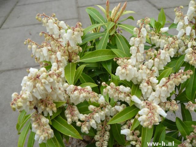 Pieris japonica 'Forest Flame' Pieris japonica 'Forest Flame'