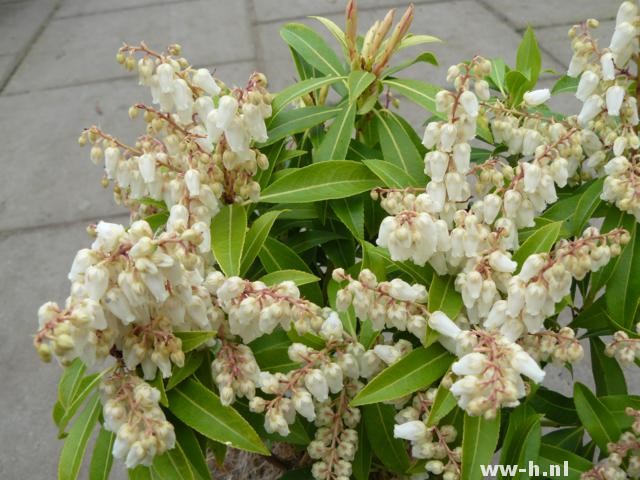 Pieris japonica 'Forest Flame'