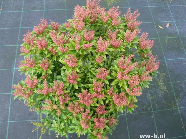 Pieris japonica 'Cupido'