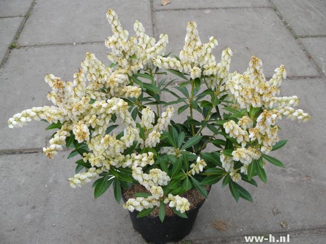 Pieris japonica 'Debutante'