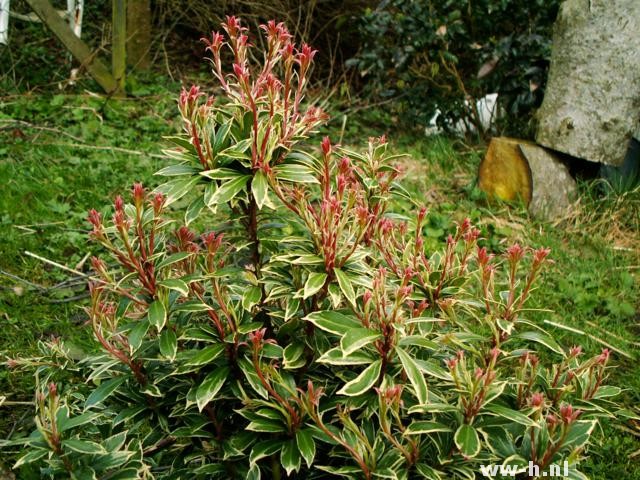 Pieris japonica 'Little Heath' Pieris japonica 'Little Heath'