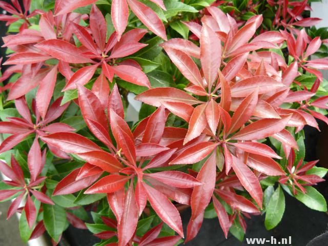 Pieris japonica 'Mountain Fire' Pieris japonica 'Mountain Fire'