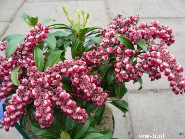 Pieris japonica 'Passion' Pieris japonica 'Passion'