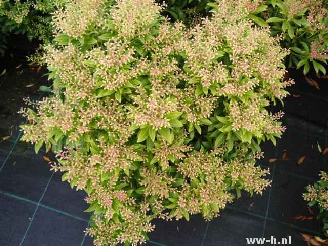 Pieris japonica 'Purity' Pieris japonica 'Purity'