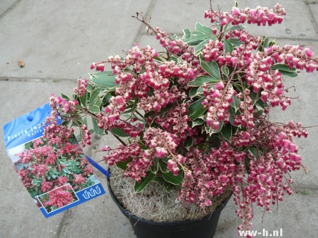 Pieris japonica 'Ralto' Pieris japonica 'Ralto'
