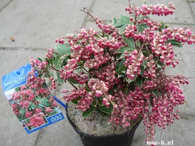 Pieris japonica 'Ralto'