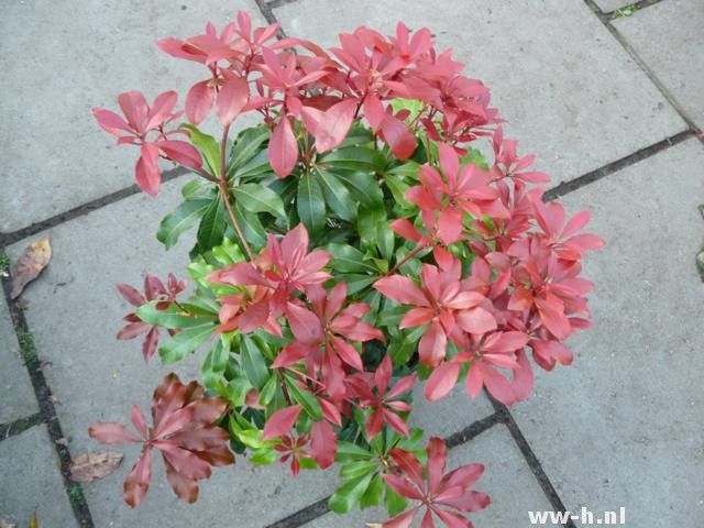 Pieris japonica 'Red Mill' Pieris japonica 'Red Mill'