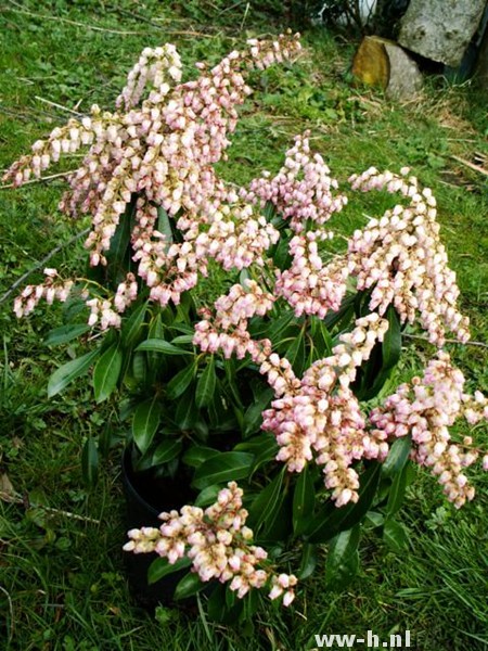 Pieris japonica 'Valley Rose' Pieris japonica 'Valley Rose'