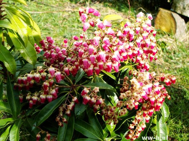 Pieris japonica 'Valley Valentine'