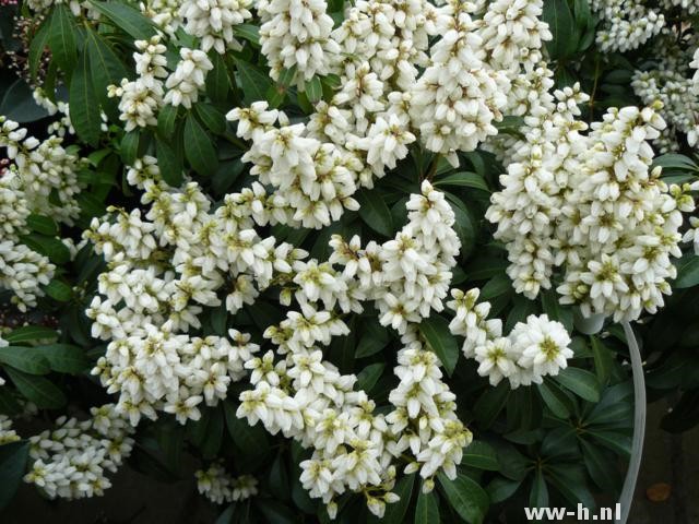 Pieris japonica 'White Pearl' Pieris japonica 'White Pearl'