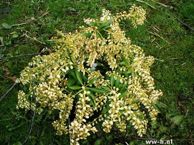 Pieris taiwanensis Pieris taiwanensis