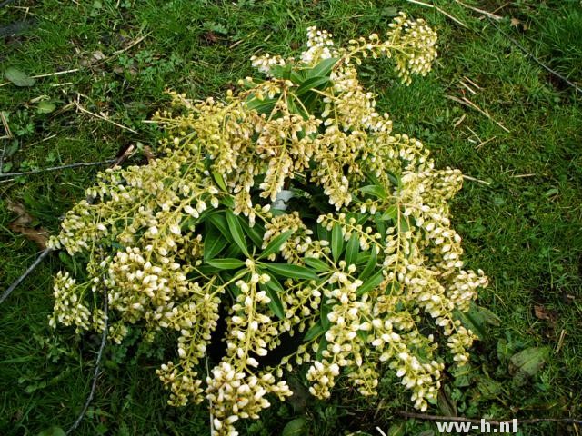 Pieris taiwanensis