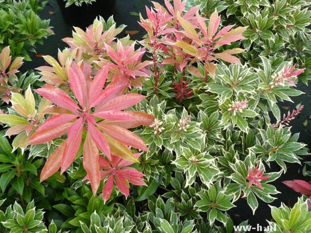 Pieris japonica 'Carnival' Pieris japonica 'Carnival'