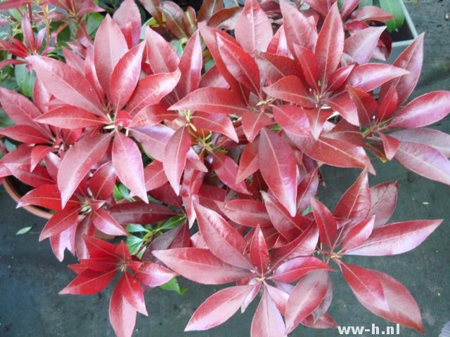 Pieris japonica 'Katsura' Pieris japonica 'Katsura'