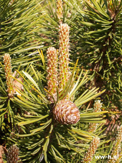 Pinus mugo subsp. mugo - Klik op de afbeelding om het venster te sluiten