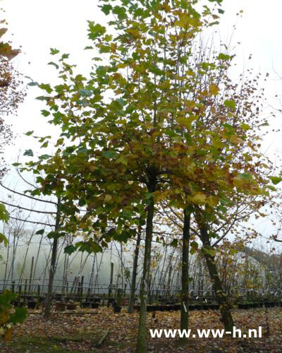 Platanus acerifolia voor dakplataan - Klik op de afbeelding om het venster te sluiten